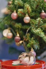 A gray Dzungarian hamster sits under a Christmas tree. Dwarf hamster.