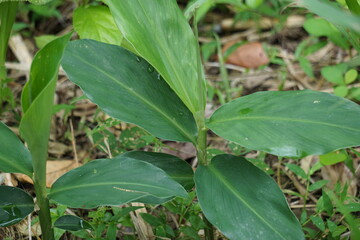 Bitter ginger leaves. Bitter ginger also called Zingiber zerumbet, awapuhi, shampoo ginger, lempuyang and pinecone ginger. Used as food flavoring and appetizers in various cuisines food