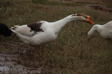 white bird duck