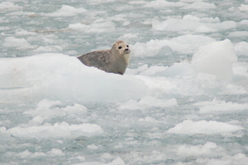 Alaska Pictures