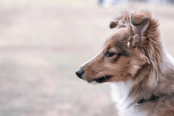Handsome cute and fluffy shaded sable shetland sheepdog puppy, sheltie portrait. Blurred background...