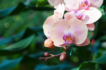 Fototapeta na wymiar Beautiful orchid in the natural