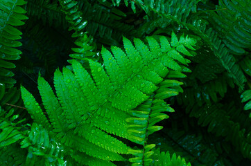 Green fern leaves with water drops close-up