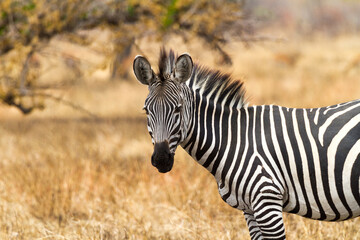 Fototapeta premium half body of a zebra in the safari looking at the camera