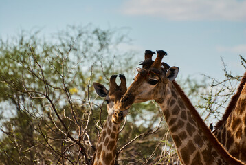 Tall Giraffe in the african bush