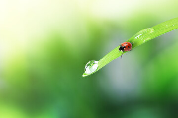 Tiny ladybug and water drop on green leaf against blurred background, closeup