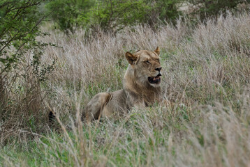 Young male African Lion lying in high grass