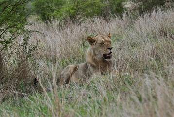 Naklejka na ściany i meble Young male African Lion lying in high grass
