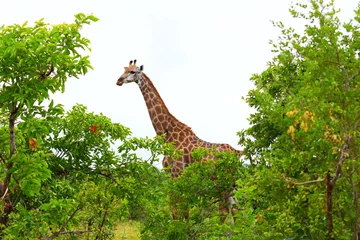 Poster giraffe in the wilderness © Ruan