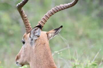 Impala deer