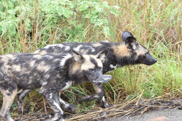 Humans are impacting the wildlife negatively