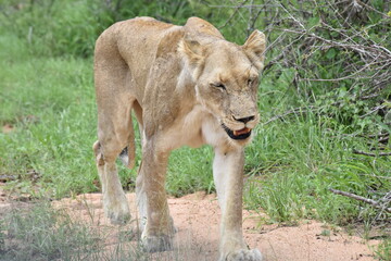 Fototapeta na wymiar Tired female lion