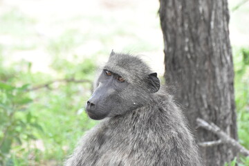Baboon staring