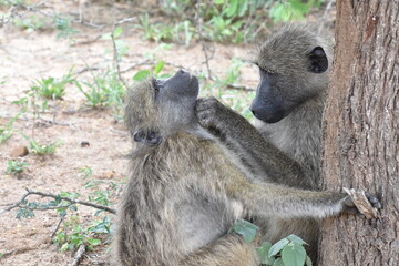 Baboon lending a hand