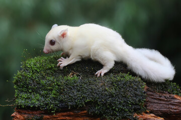 An albino sugar glider baby is foraging on a rotting log overgrown with moss. This marsupial mammal has the scientific name Petaurus breviceps. 