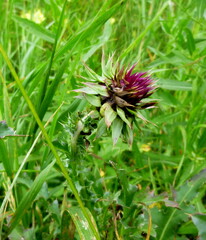 Purple thistle, carduus has faded, green plant with round flowers,