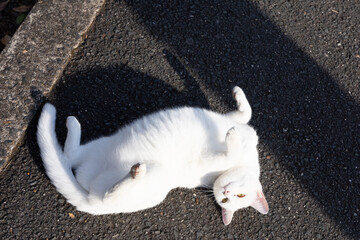 野良猫
