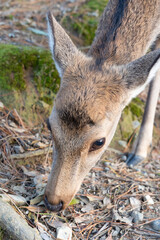 奈良の鹿