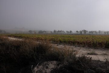 Champ cultivé dans la brume