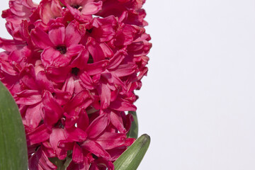 pink hyacinth flower isolated white background. The first spring flower is blue hyacinth.