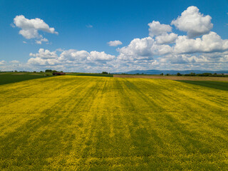 Fototapeta premium Rapeseed field aerial drone in Hessen Germany with clouds and blue sky on a summer day