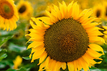 Obraz premium girasol