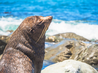 sea lion on the rock