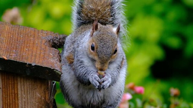 The eastern gray squirrel, also known as simply the grey squirrel, is a tree squirrel in the genus Sciurus. It is native to eastern North America.