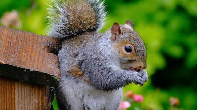 The eastern gray squirrel, also known as simply the grey squirrel, is a tree squirrel in the genus Sciurus. It is native to eastern North America.