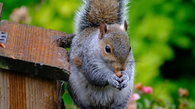 The eastern gray squirrel, also known as simply the grey squirrel, is a tree squirrel in the genus Sciurus. It is native to eastern North America.