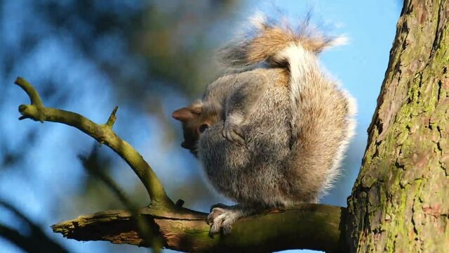 The eastern gray squirrel, also known as simply the grey squirrel, is a tree squirrel in the genus Sciurus. It is native to eastern North America.