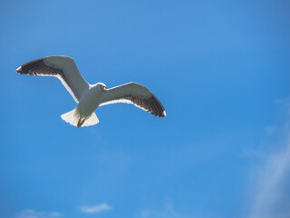 seagull in flight