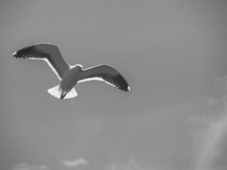 seagull in flight