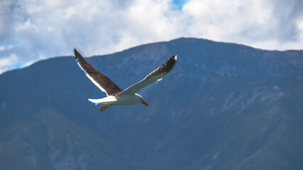 seagull in the sky