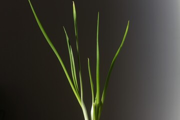 plante oignon  légume produire naturel 