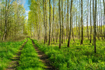 Dirt road through the spring birch forest