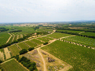 Aerial drone view of vineyards in Tuscany, Livorno close to Bolgheri, Italy