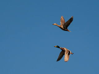 Two ducks. Birds in flight.