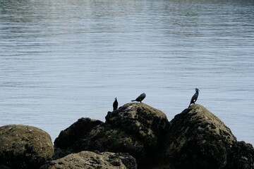 Obraz premium Groupe de cormorans.