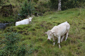 Norwegen - Rinder / Norway - Cattles /