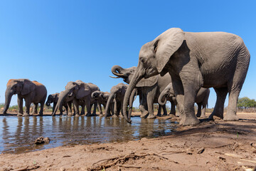 Naklejka premium Elephants drinking seen from a low angle at a waterhole in Mashatu Game Reserve in the Tuli Block in Botswana 