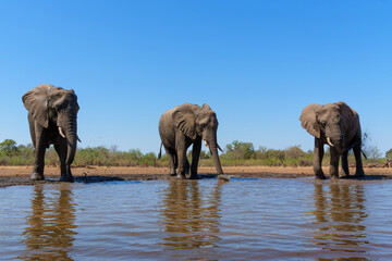 Elephants drinking seen from a low angle at a waterhole in Mashatu Game Reserve in the Tuli Block in Botswana     