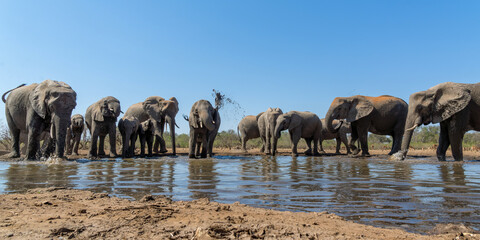 Elephants drinking seen from a low angle at a waterhole in Mashatu Game Reserve in the Tuli Block...