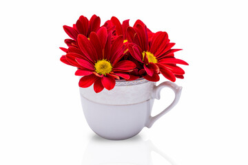 Chrysanthemum flowers in a cup, isolated on a white background.