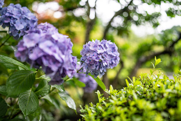 紫陽花