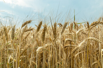 Golden ears of grain and cloudy sky