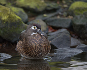 Female Wood duck or Carolina duck on the edge of the pond.