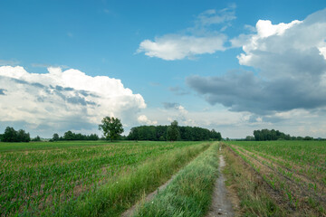 Fototapeta na wymiar Rural road through corn plantations and clouds at the sky