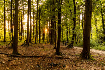 Fototapeta premium sonnenstrahlen im wald kirchberg