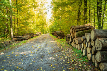 Cut tree trunks by a road in an autumn forest